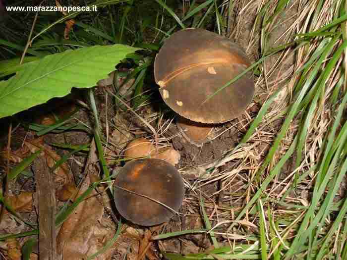  Image name: 134 Porcino.jpg 
 width: 700 pixel 
 height: 525 pixel 
 Size: 36476 bytes 
 Click to enlarge 